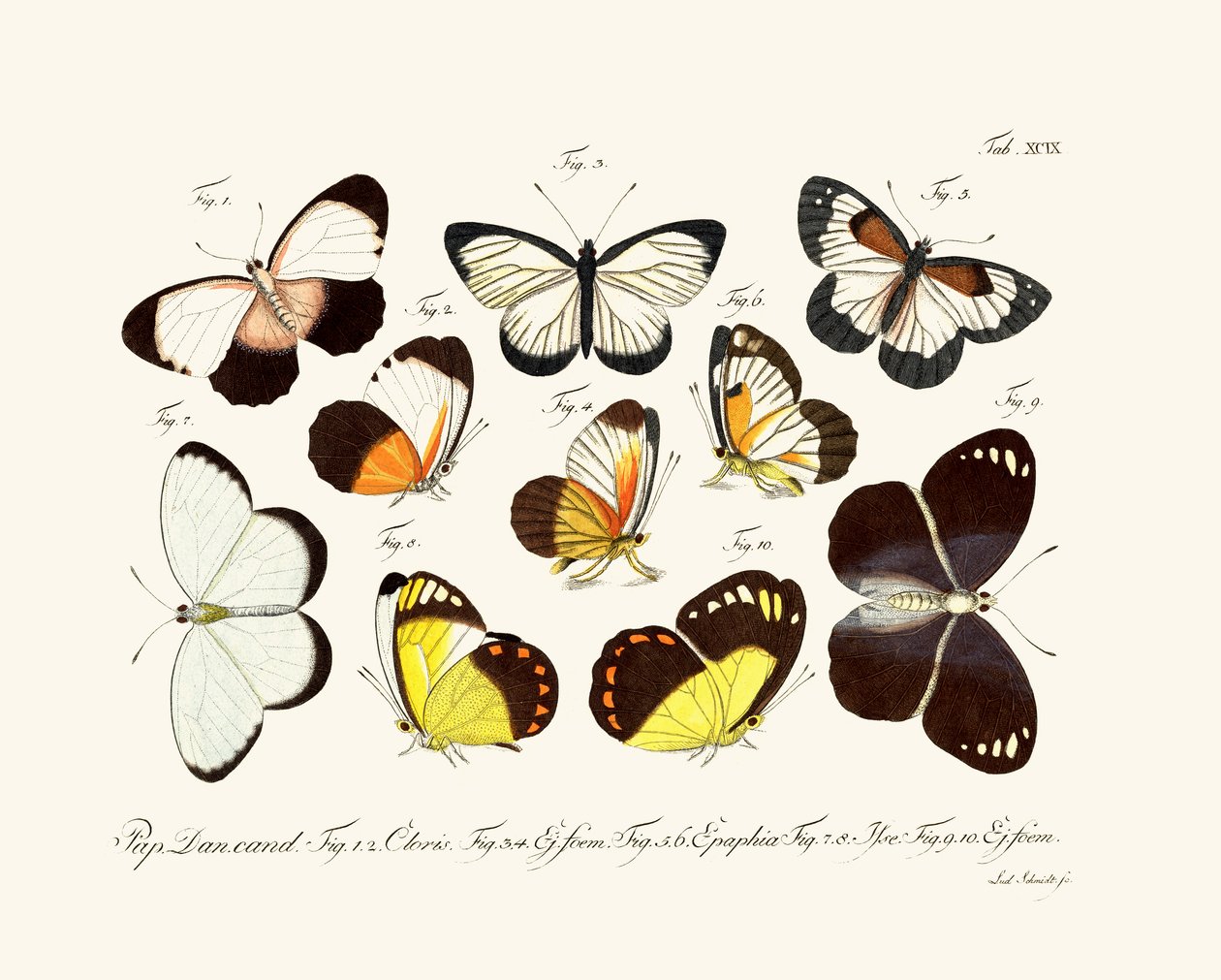 Butterflies by German School