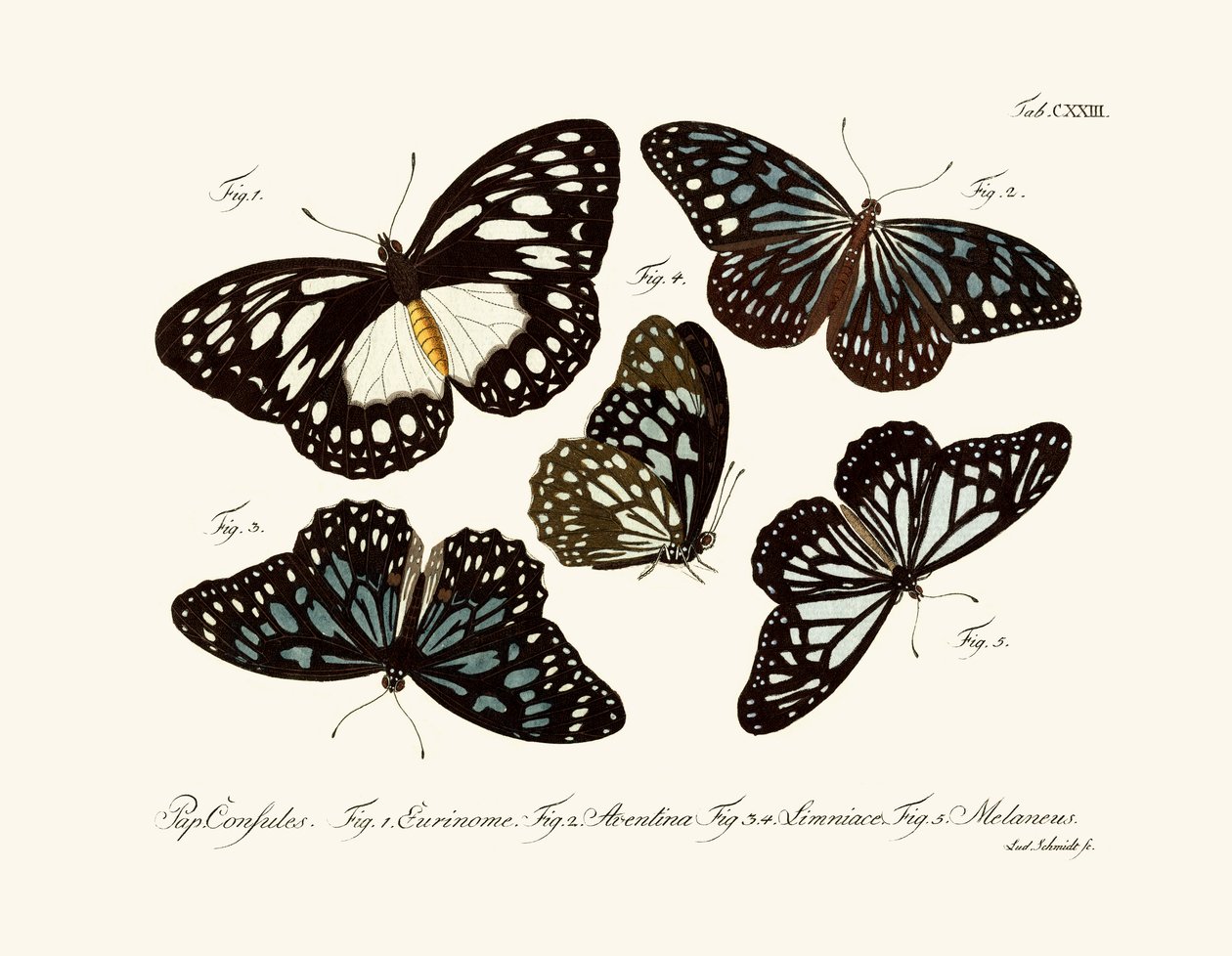 Butterflies by German School