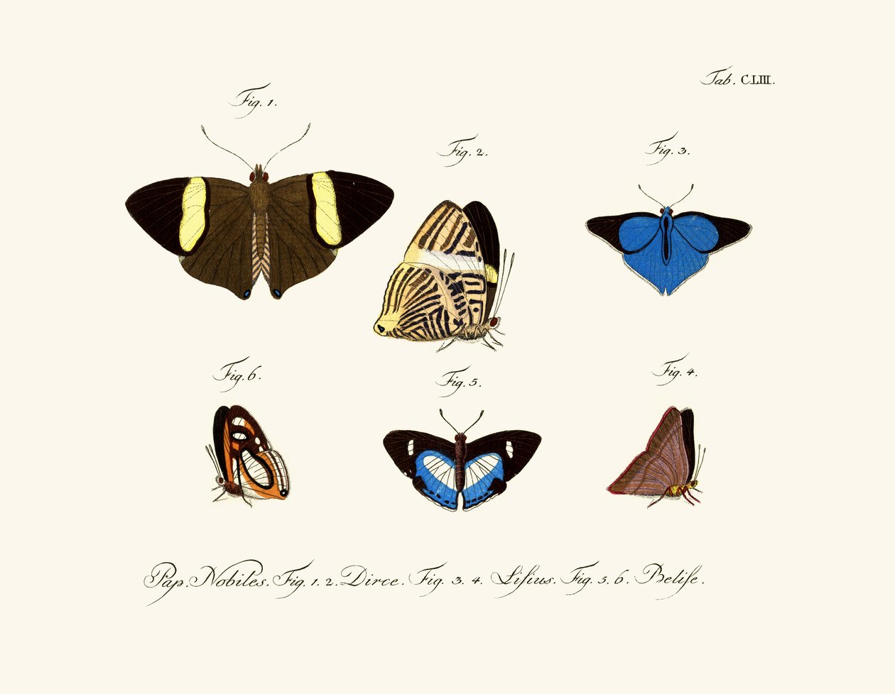Butterflies by German School