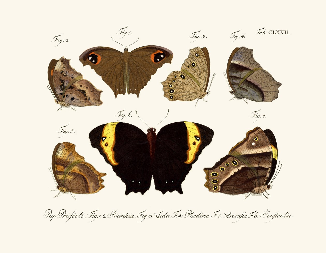 Butterflies by German School