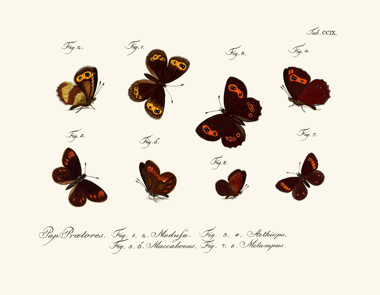 Butterflies by German School
