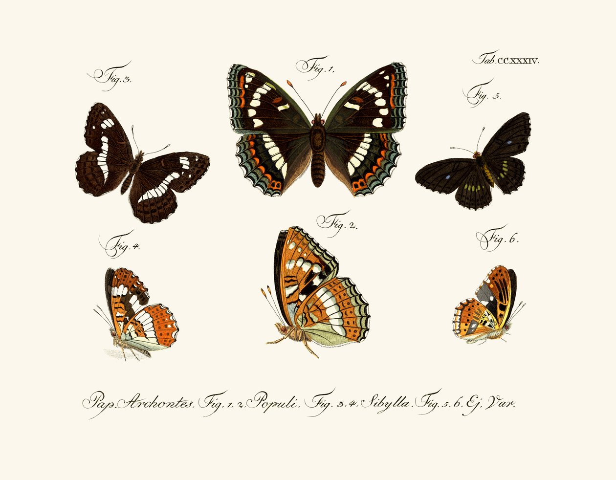 Butterflies by German School