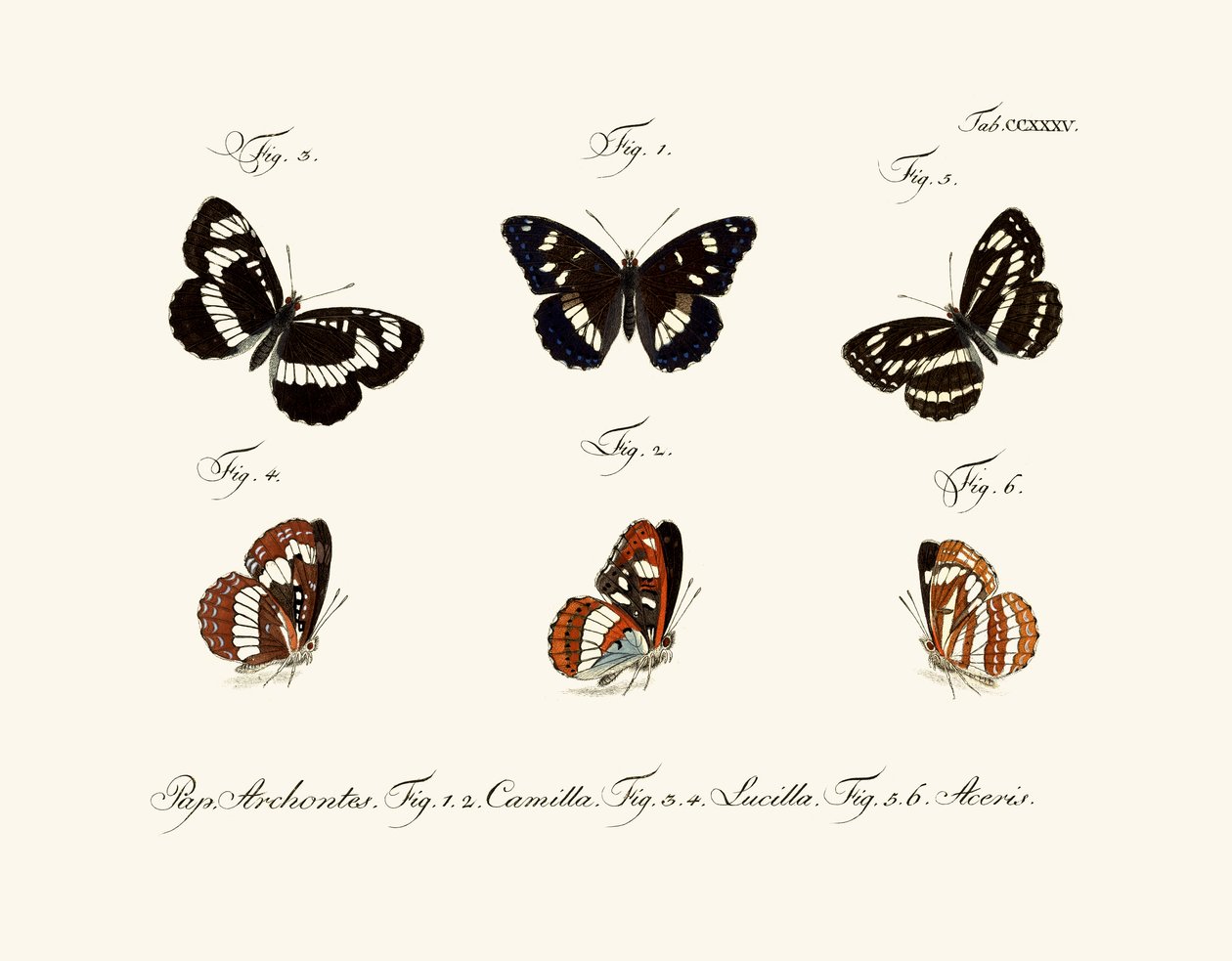 Butterflies by German School