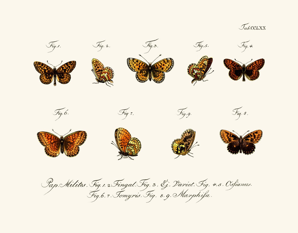 Butterflies by German School