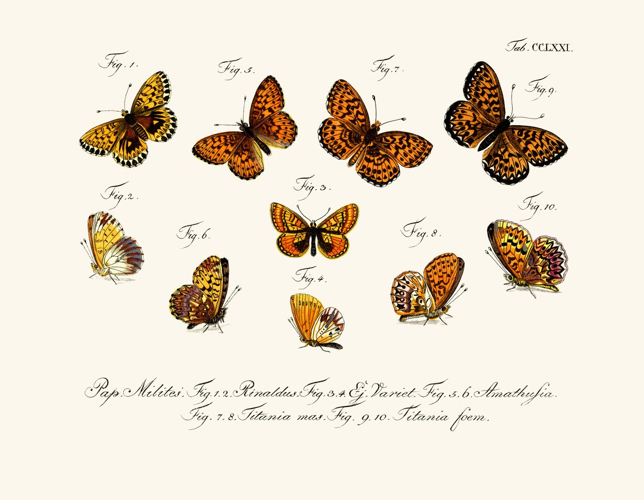 Butterflies by German School