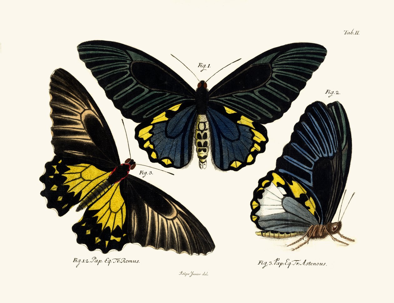 Butterflies by German School