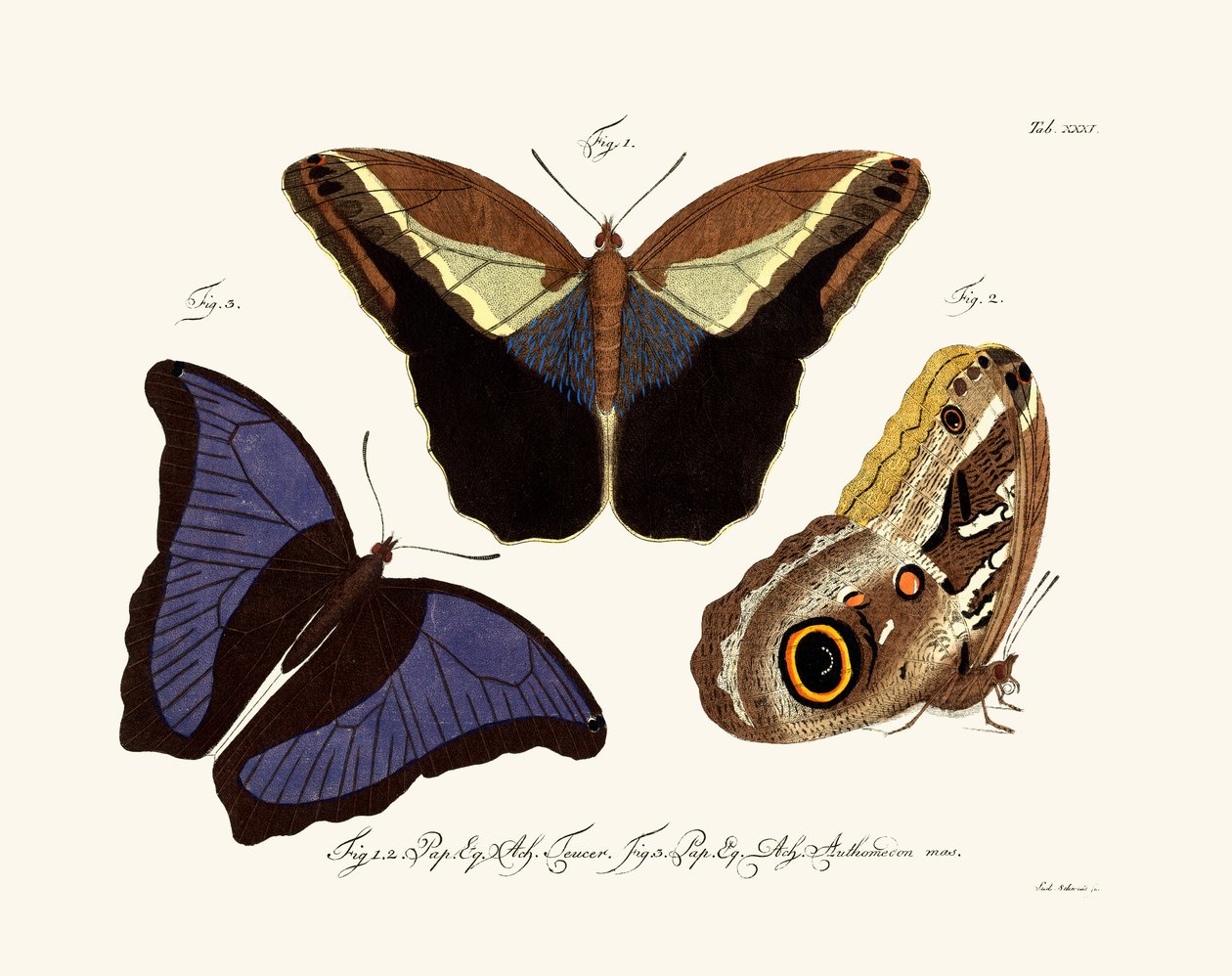 Butterflies by German School