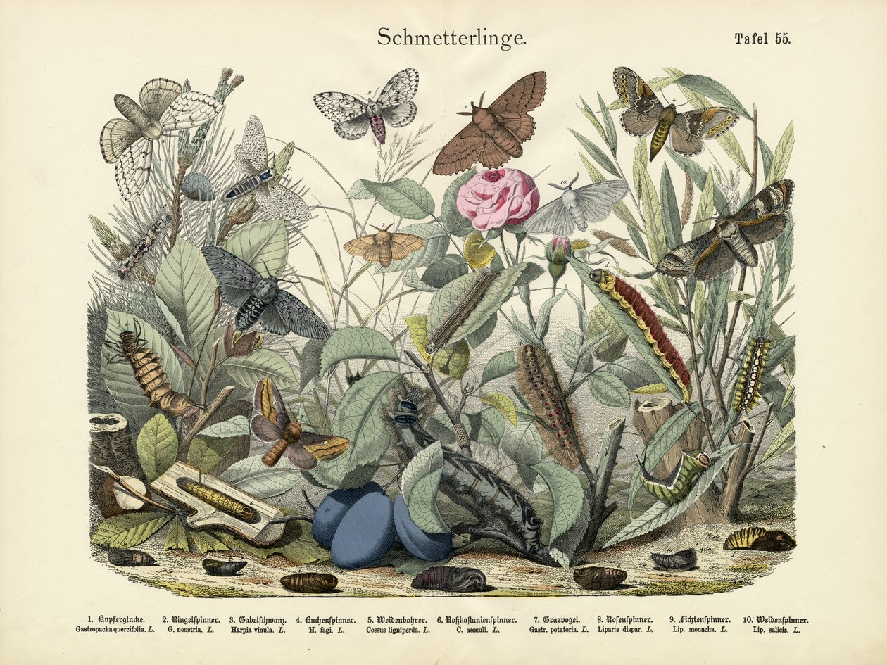 Butterflies by German School