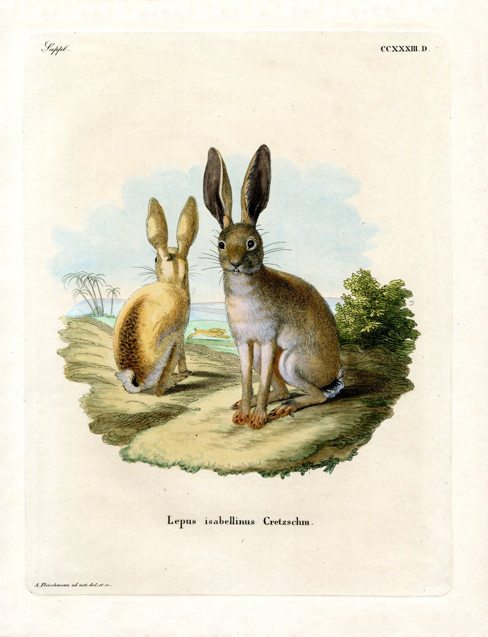 Cape Hare by German School
