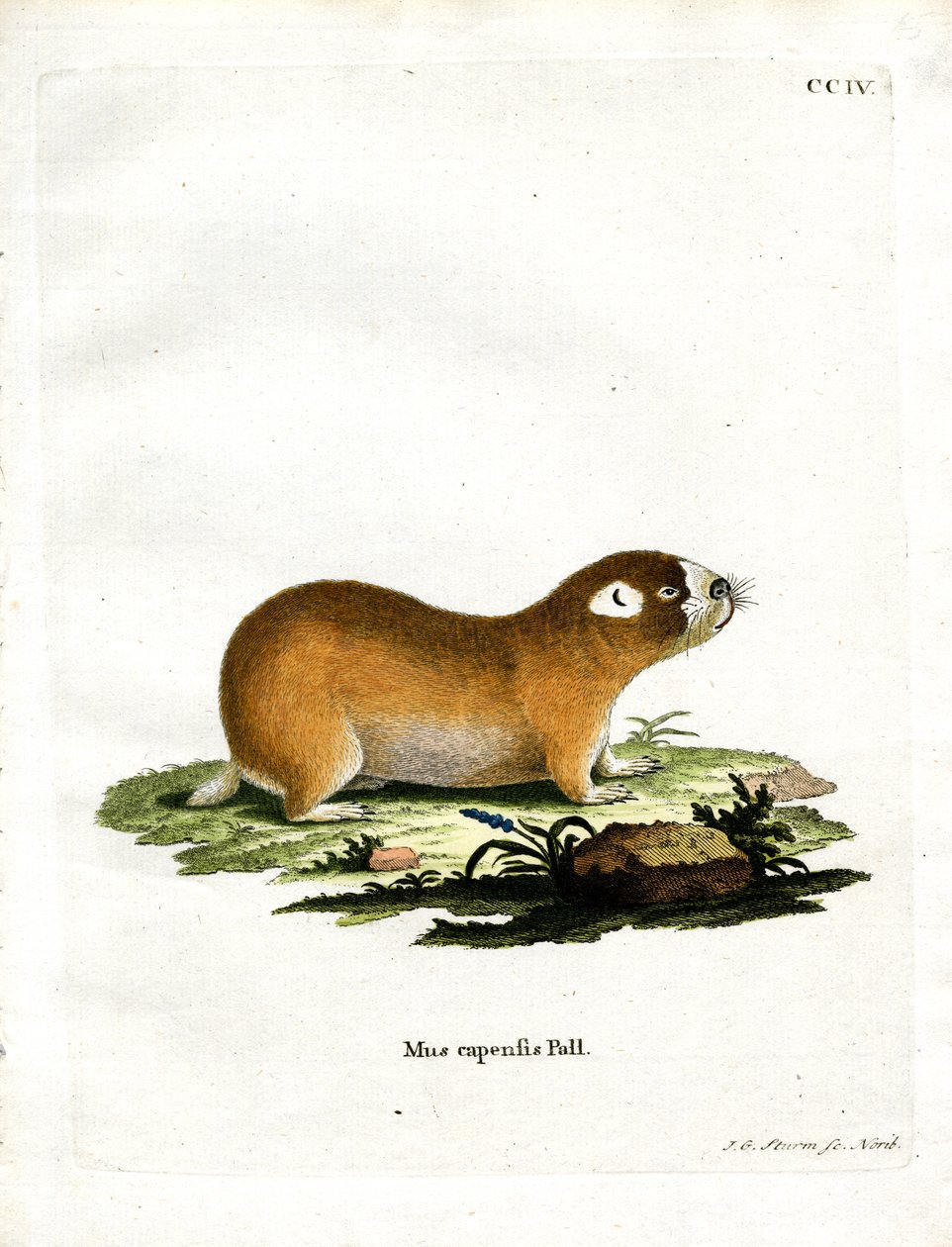 Cape Mole Rat by German School