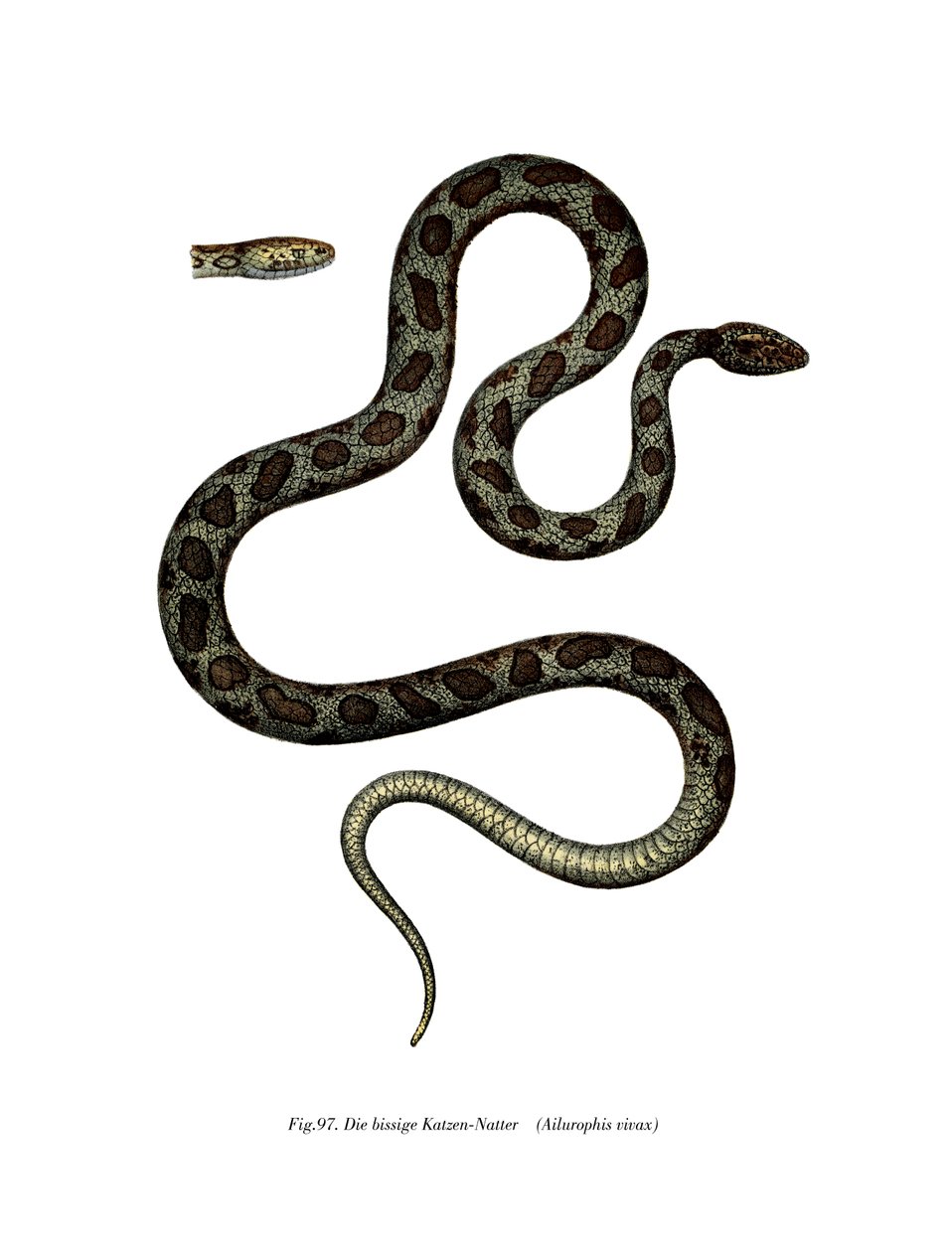 Cat Snake by German School