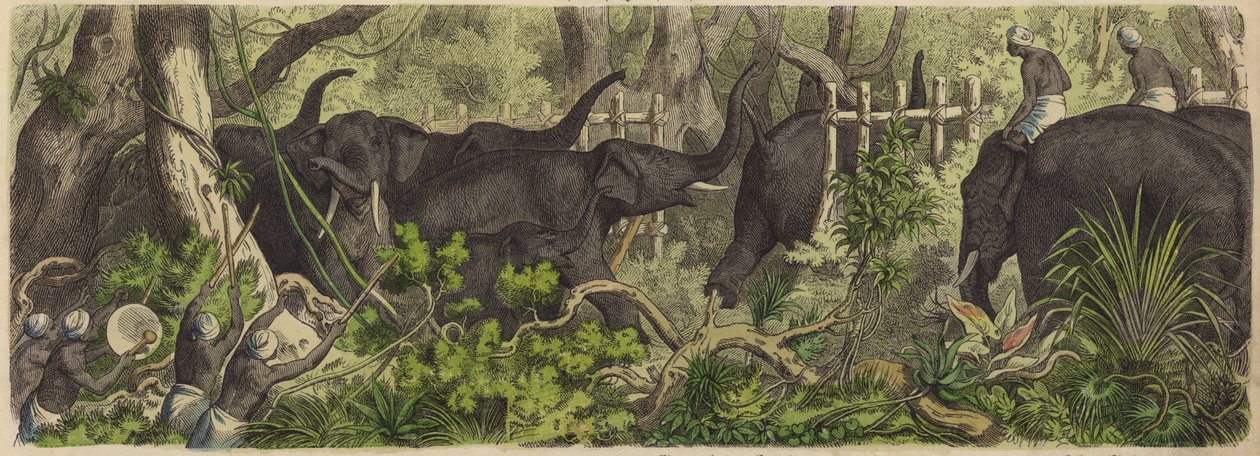 Catching Elephants in Ceylon by German School