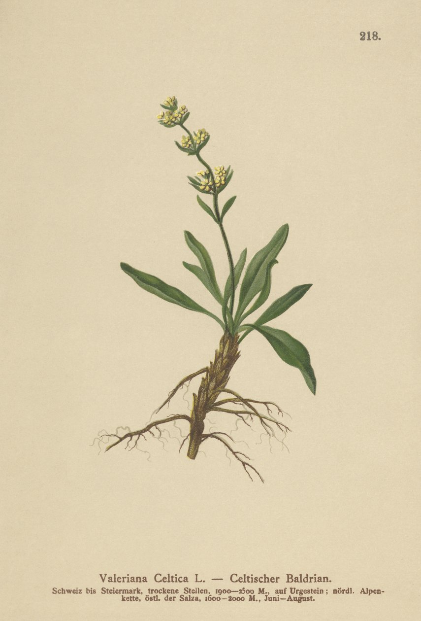 Celtic Spikenard by German School