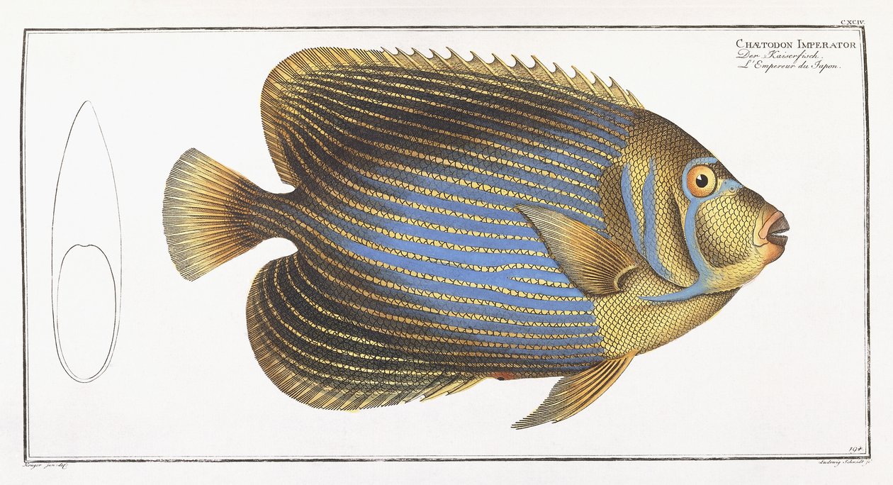 Chaetodon Imperator by German School