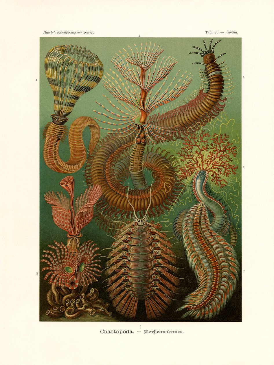 Chaetopoda by German School