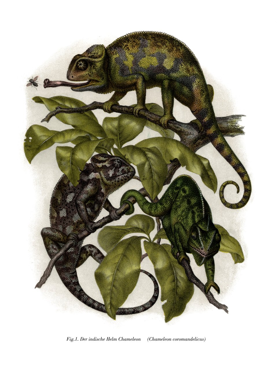 Chameleon by German School