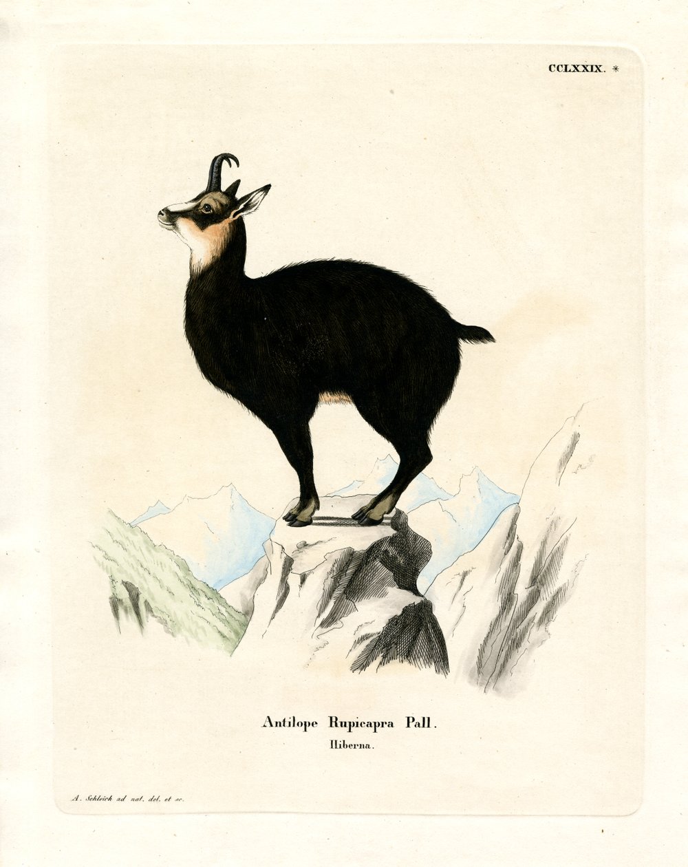 Chamois by German School