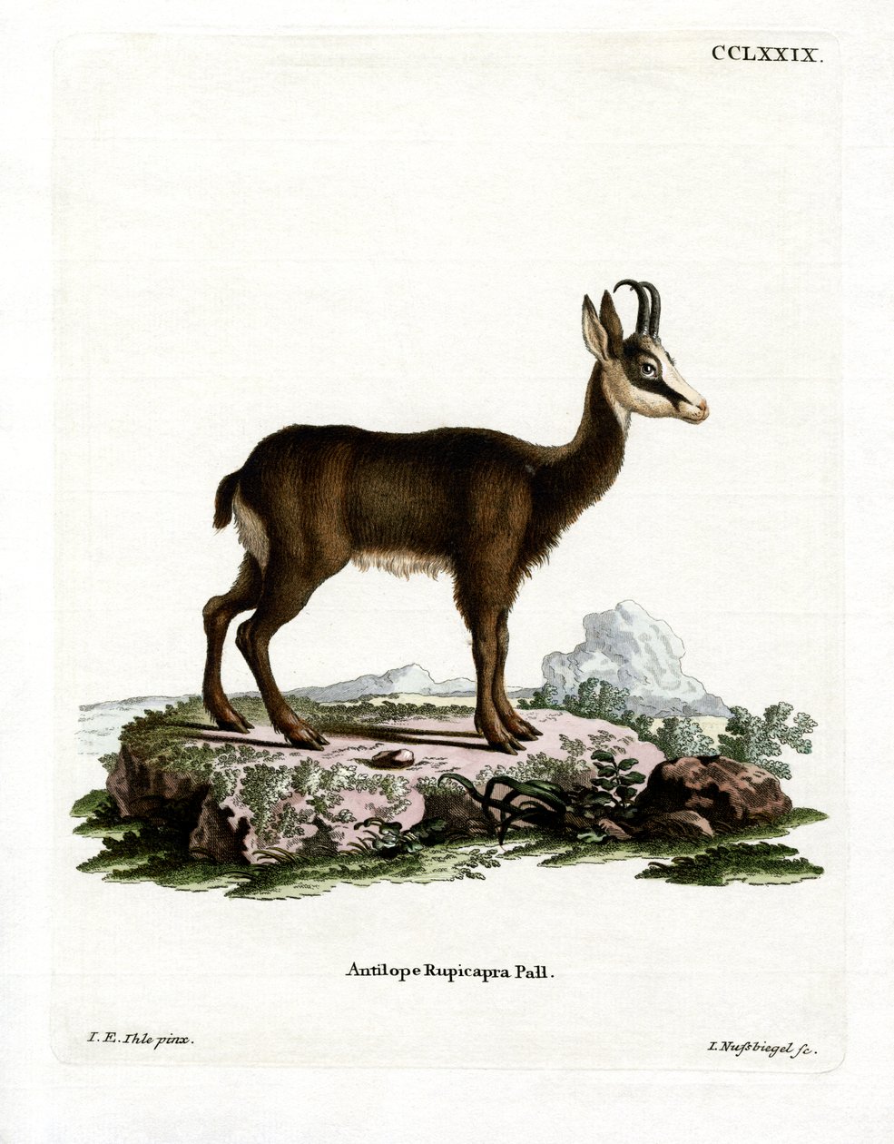 Chamois by German School