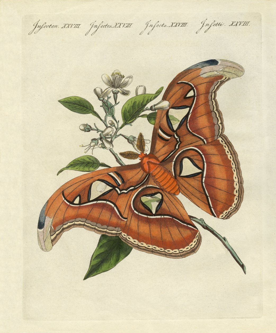 Chinese Butterflies by German School