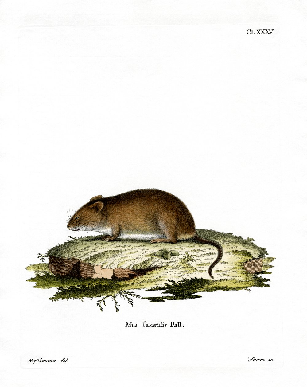 Cliff Mouse by German School