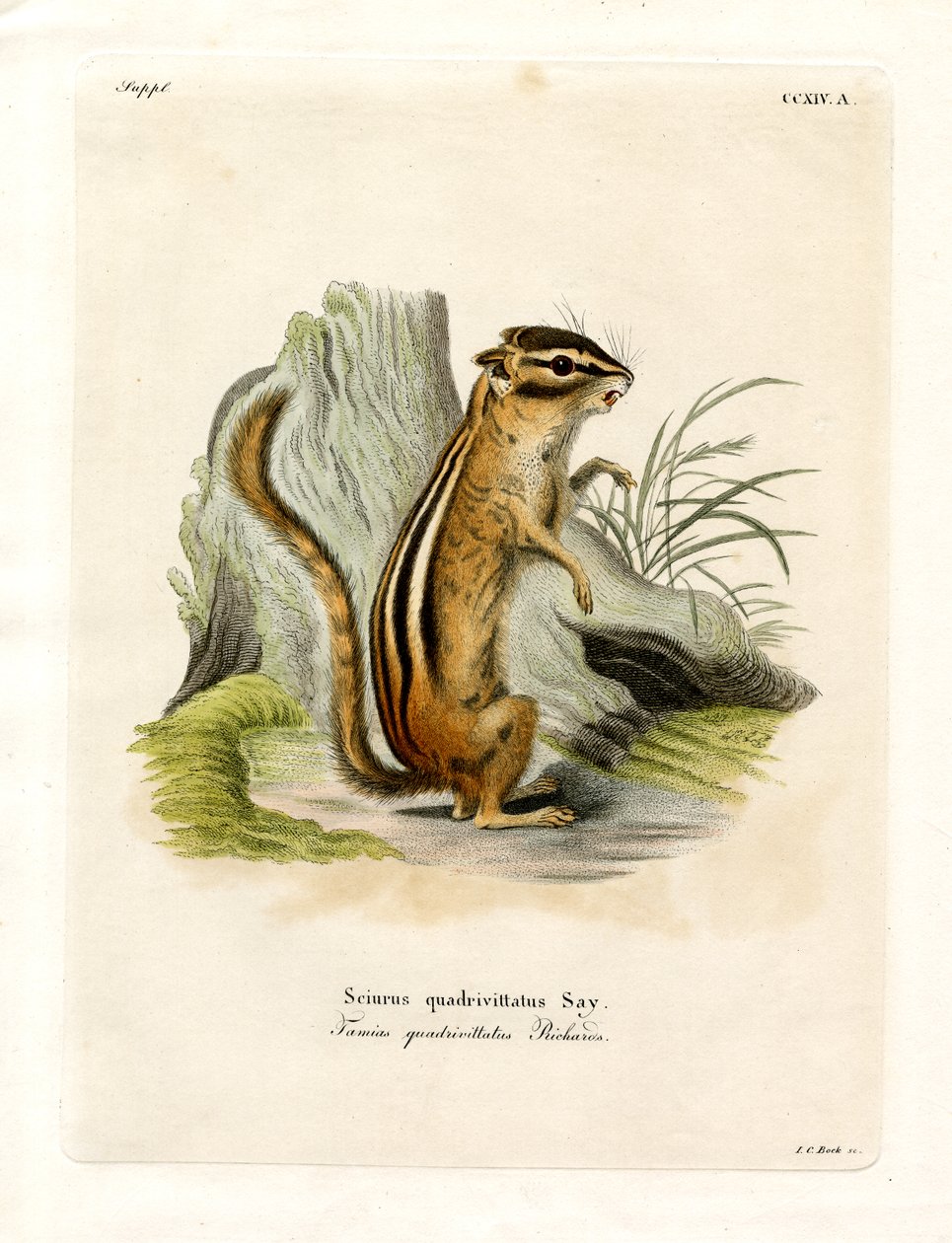 Colorado Chipmunk by German School