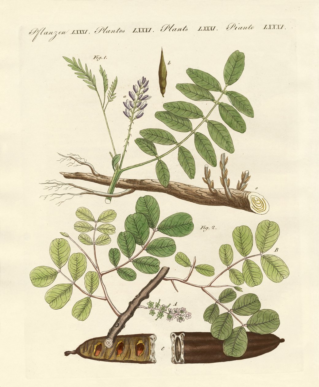 Commercial Plants by German School