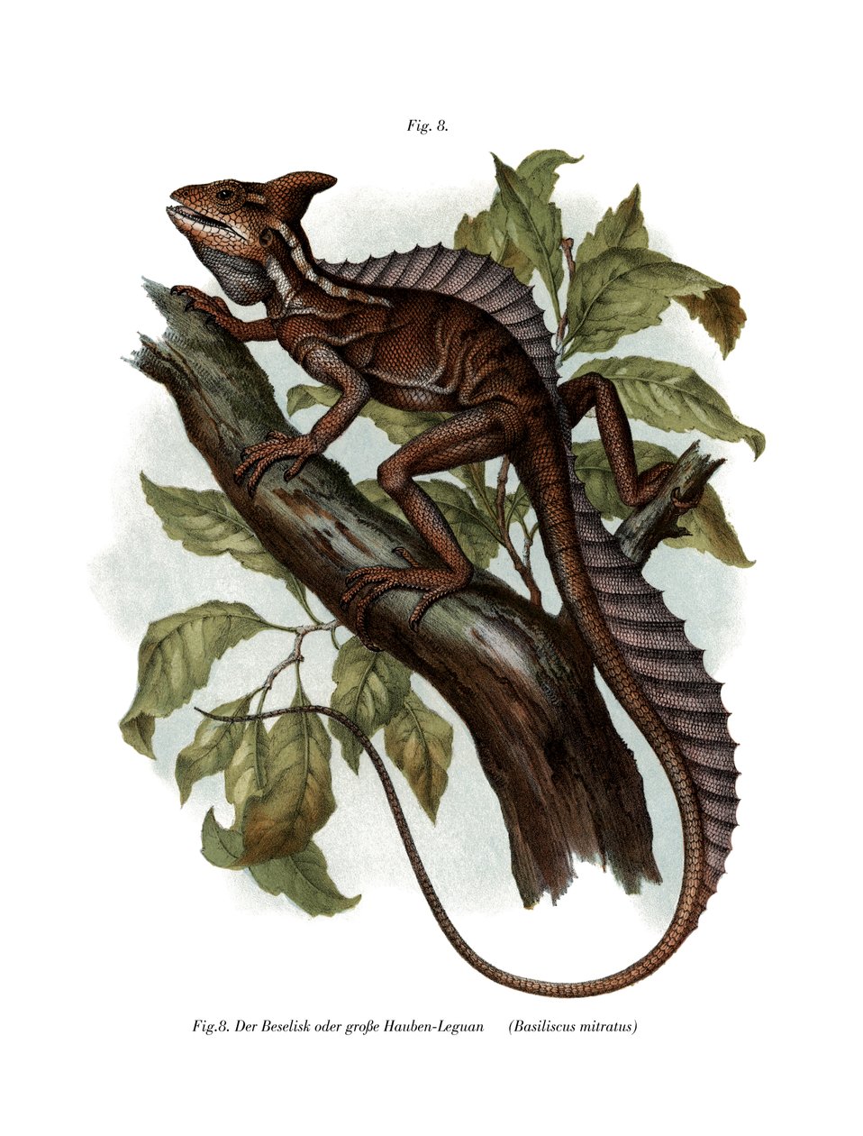 Common Basilisk by German School