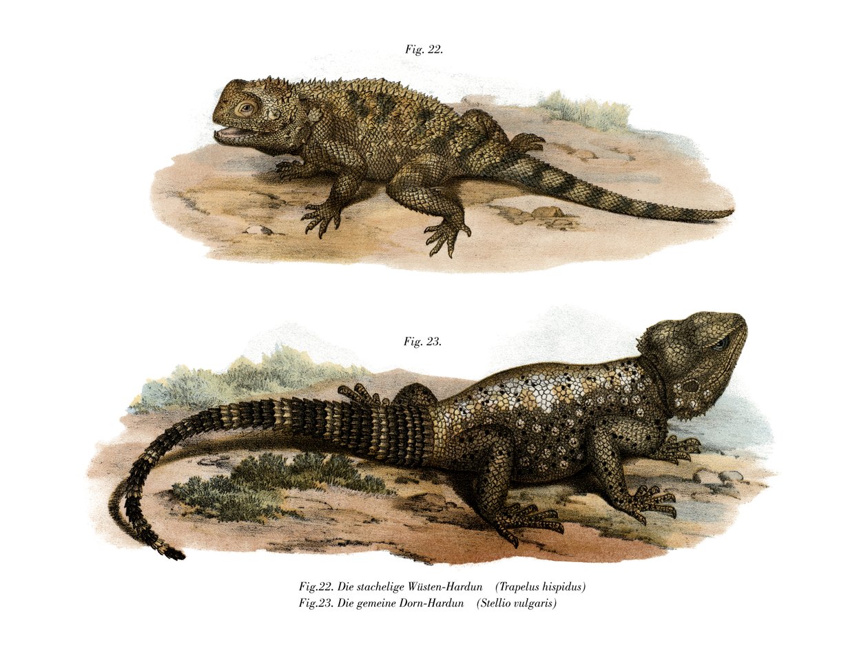 Common Spiny Agama by German School