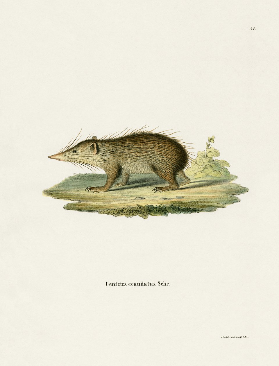 Common Tenrec by German School