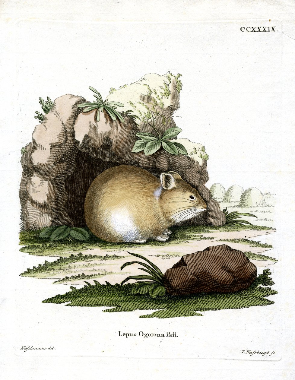 Daurian Pika by German School