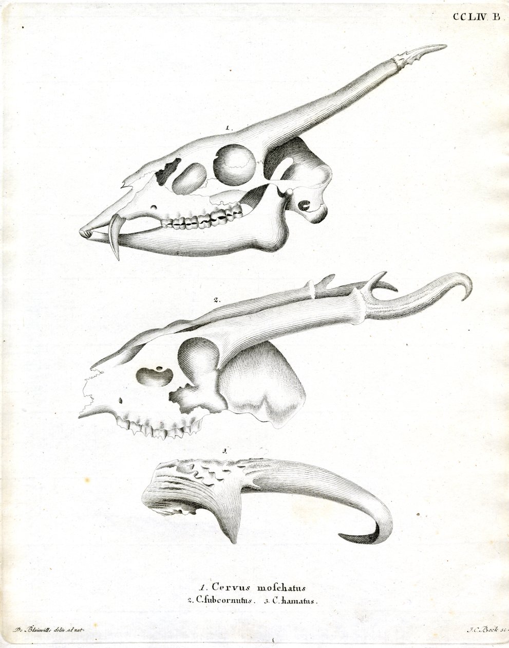 Deer Antlers by German School
