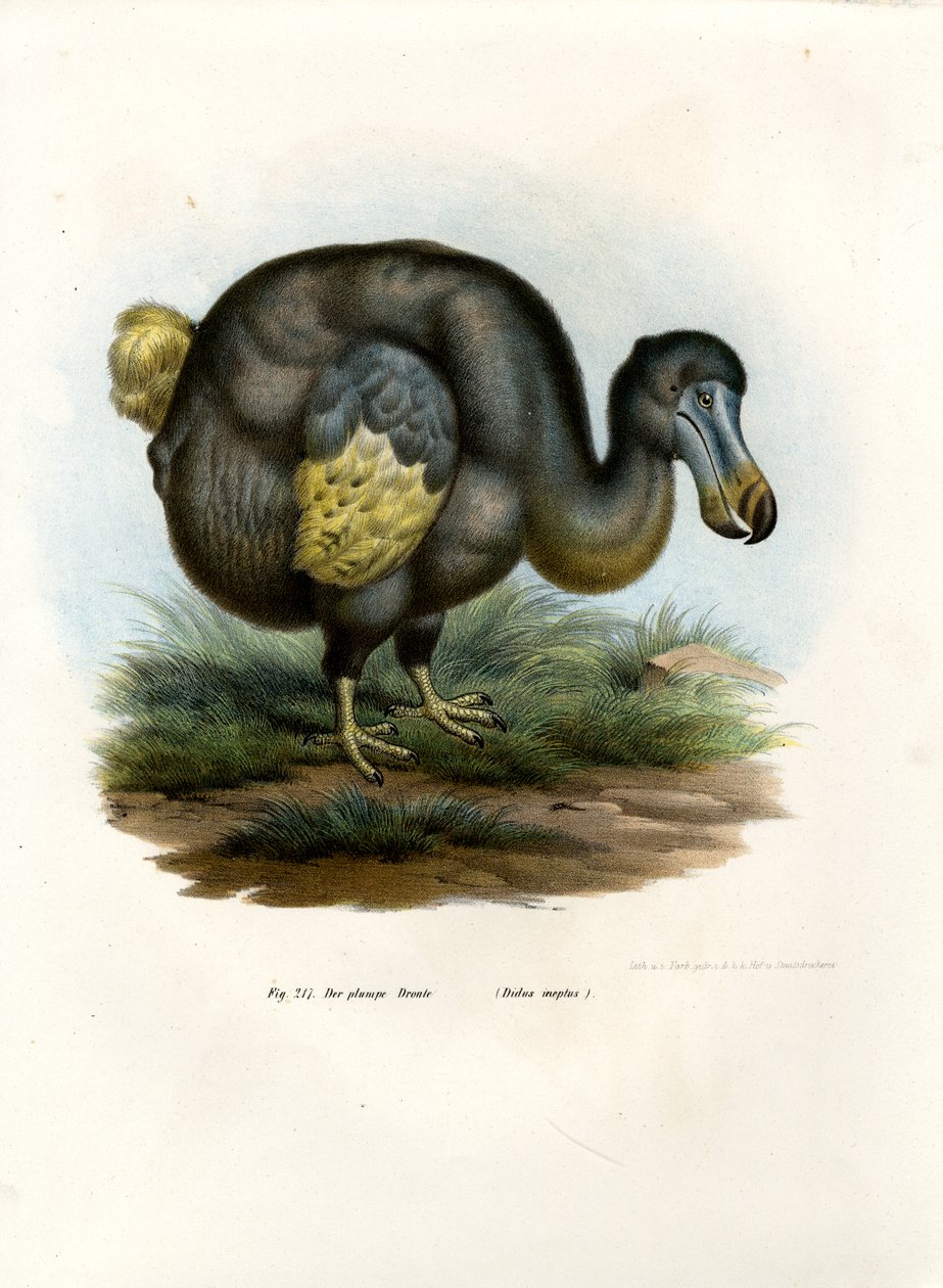 Dodo by German School