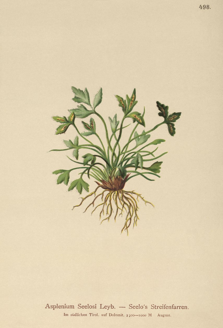 Dolomite Spleenwort by German School