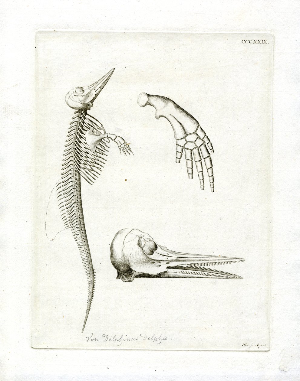 Dolphin Skeleton by German School