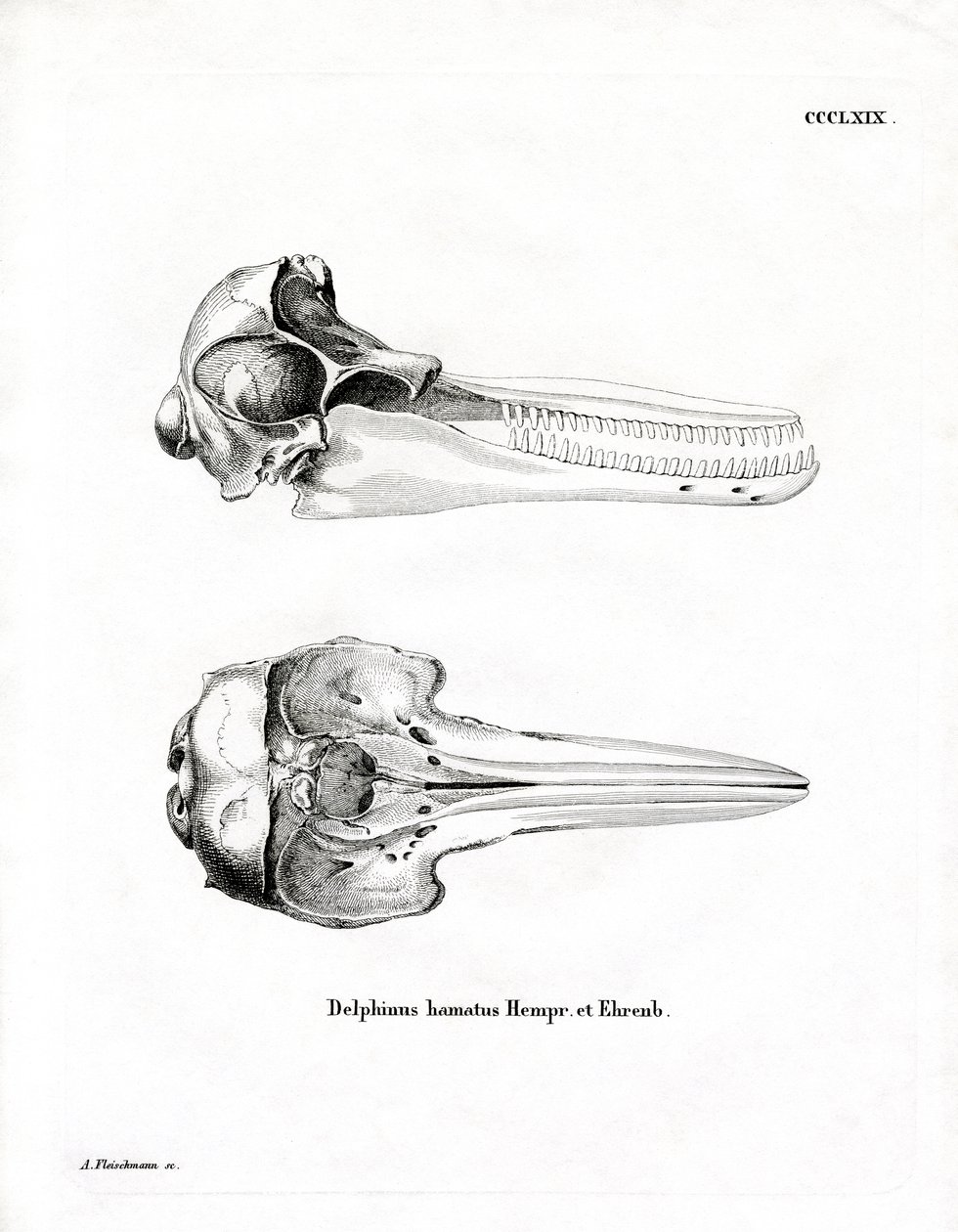 Dolphin Skull by German School