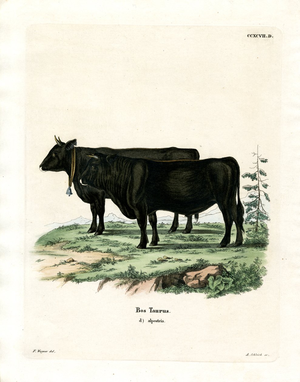 Domestic Cattle by German School