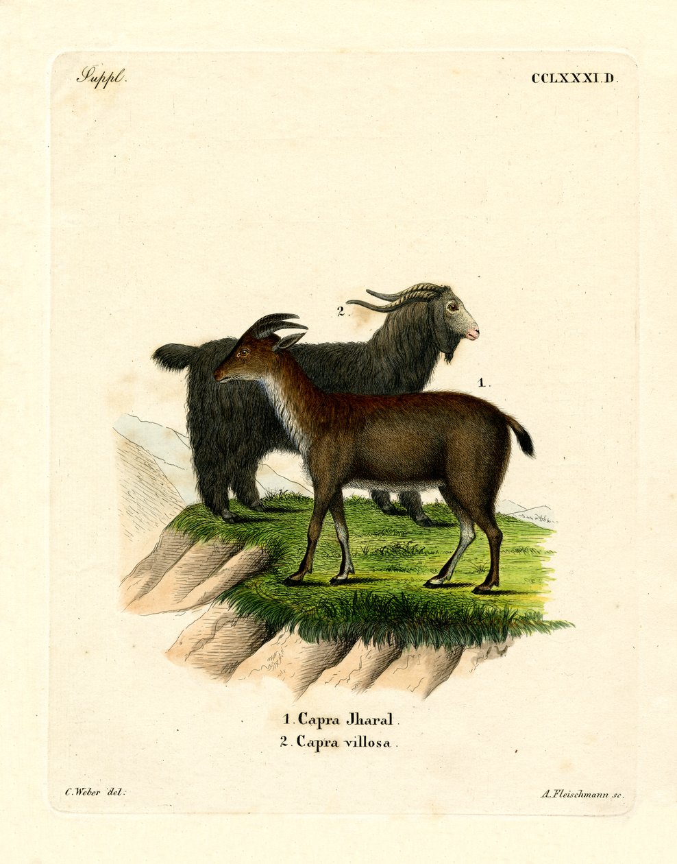 Domestic Goat by German School