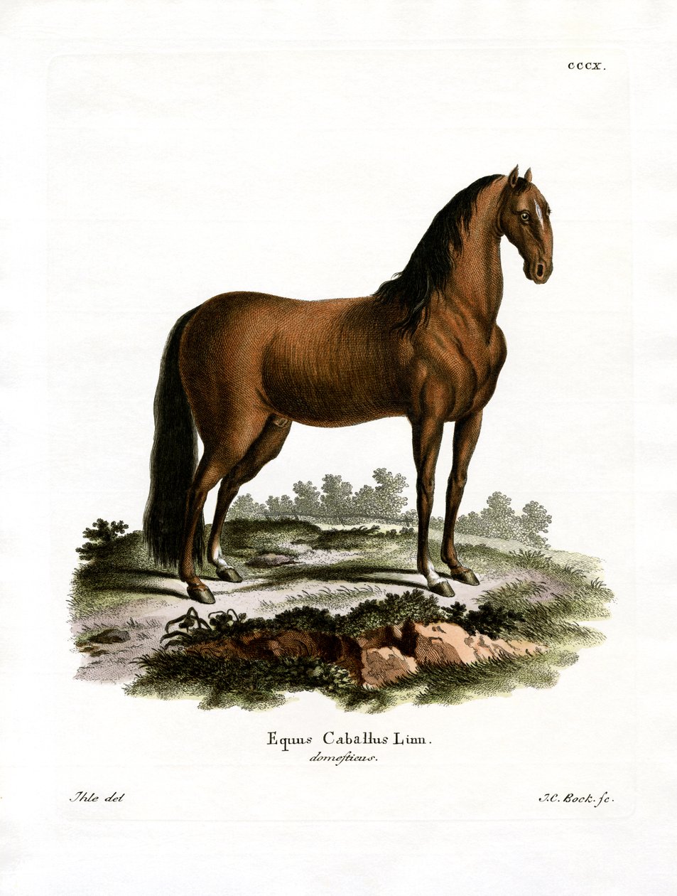 Domestic Horse by German School
