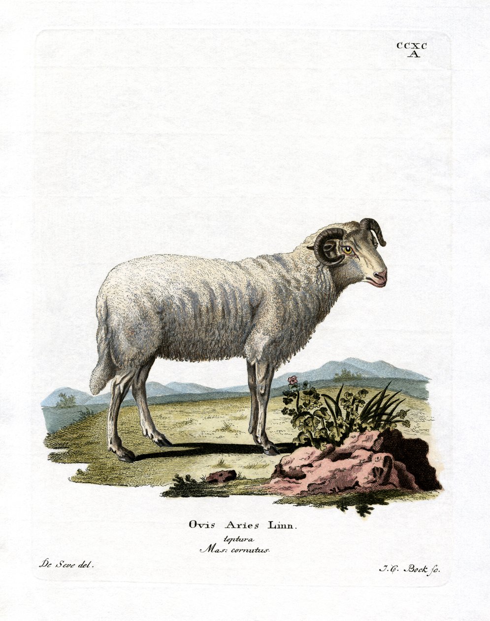 Domestic Sheep by German School