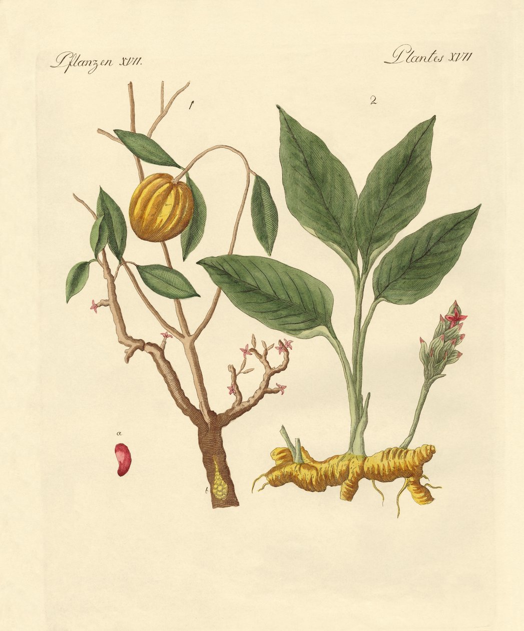 Dye Plants by German School