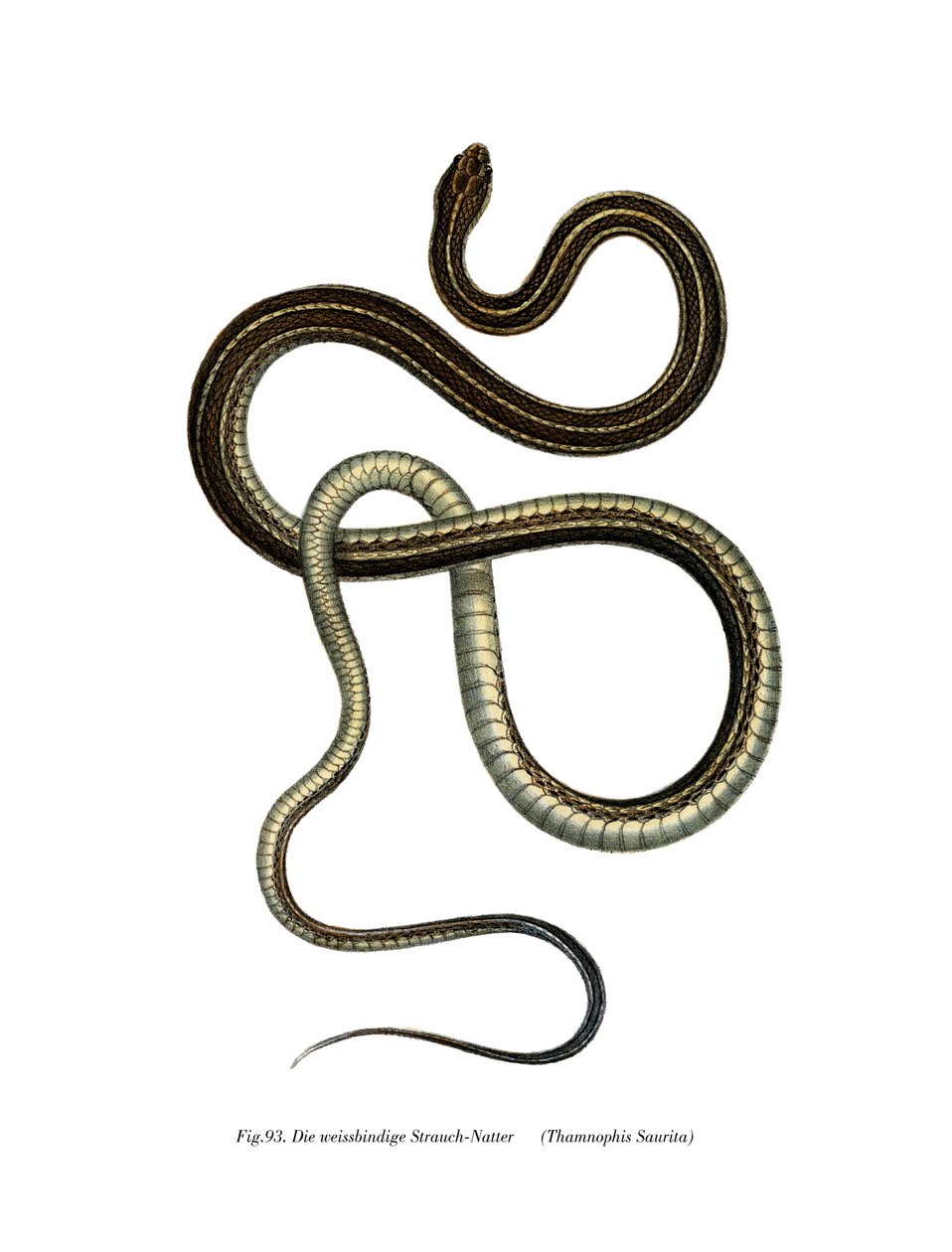 Eastern Ribbonsnake by German School