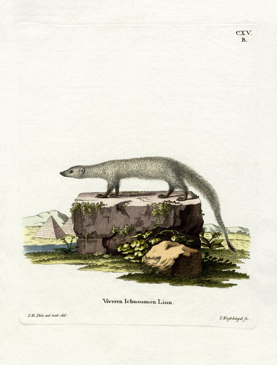 Egyptian Mongoose by German School