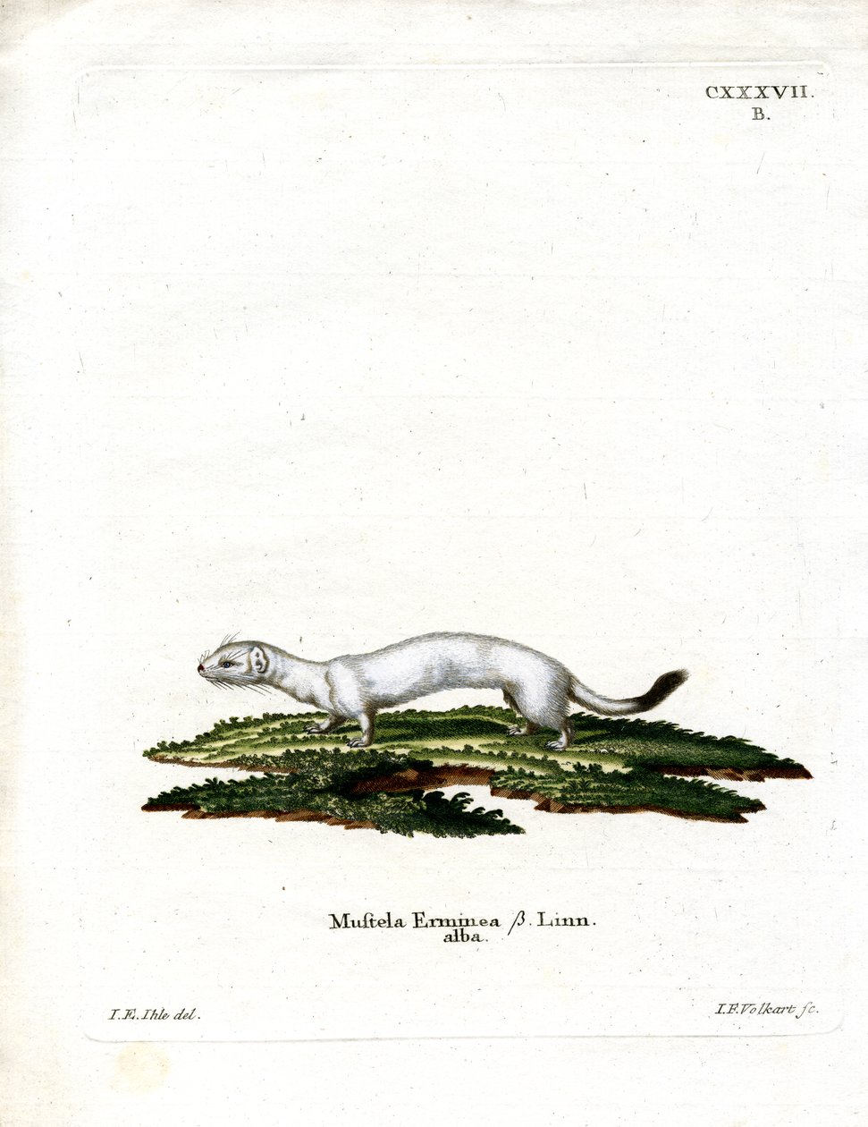 Ermine by German School