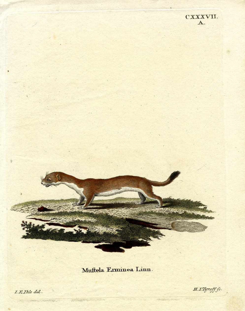 Ermine by German School