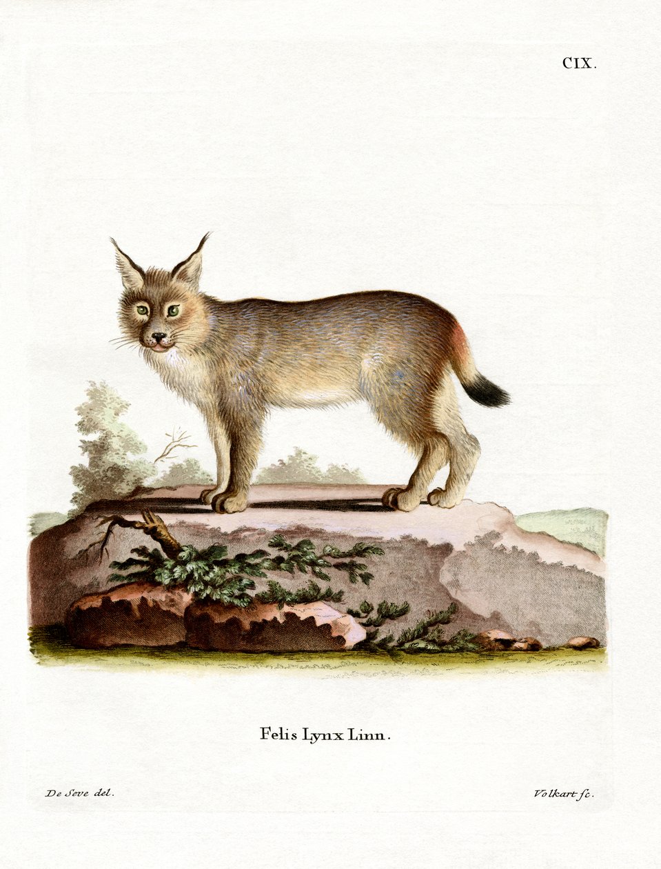 Eurasian Lynx by German School
