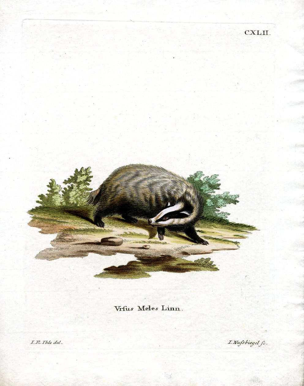 European Badger by German School