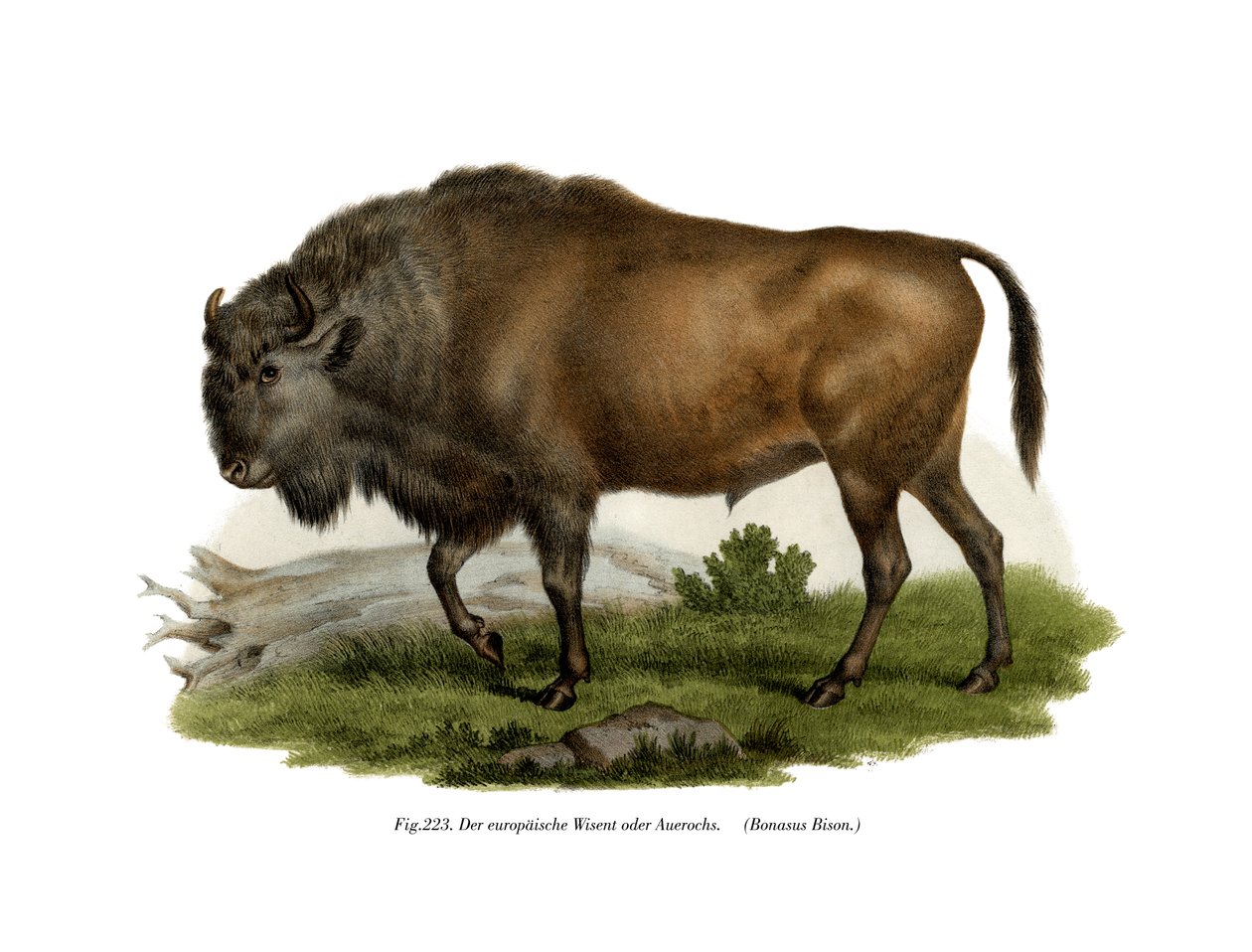 European Bison by German School