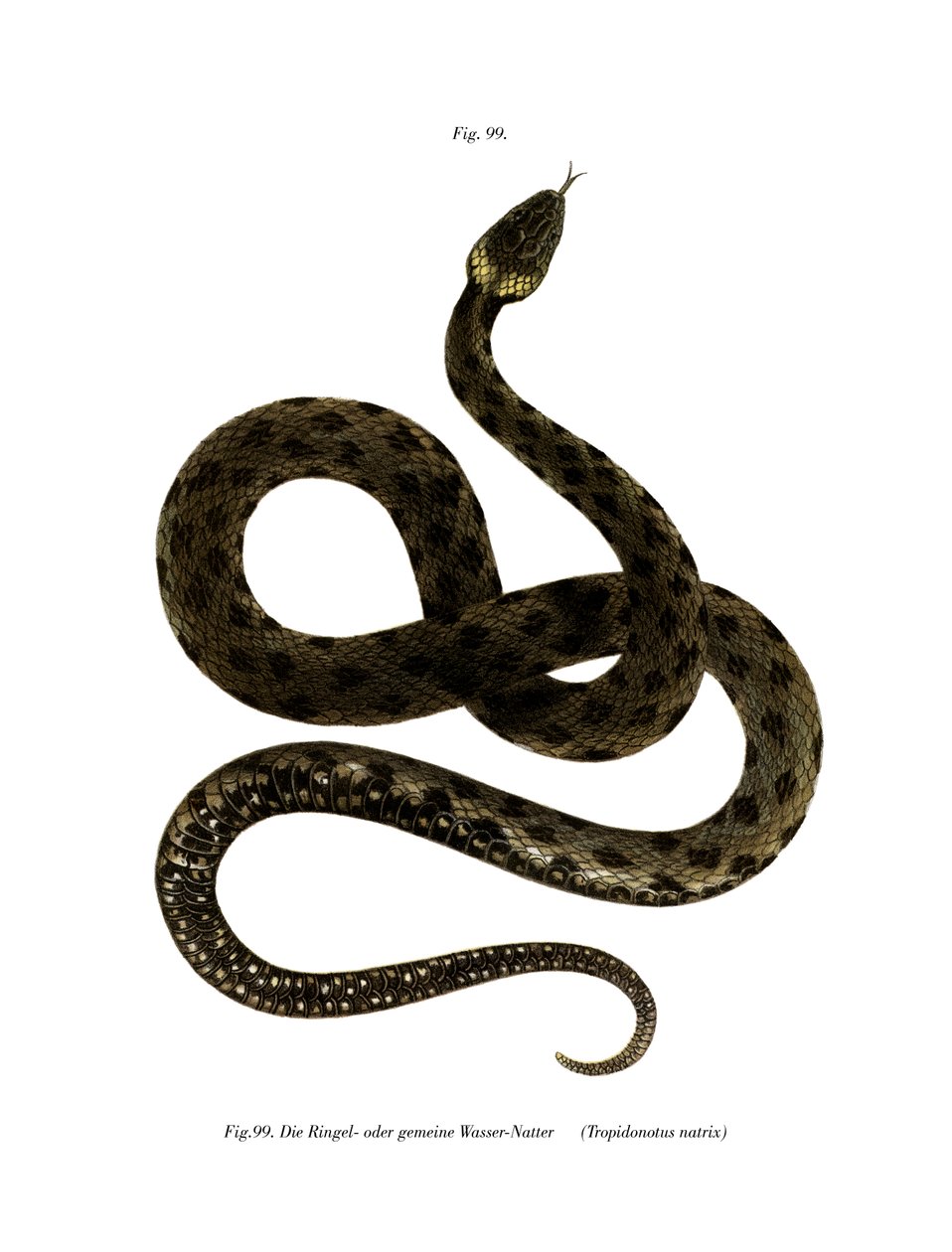 European Grass Snake by German School