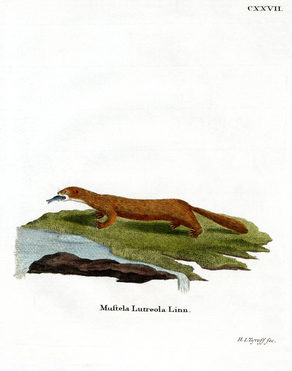 European Mink by German School