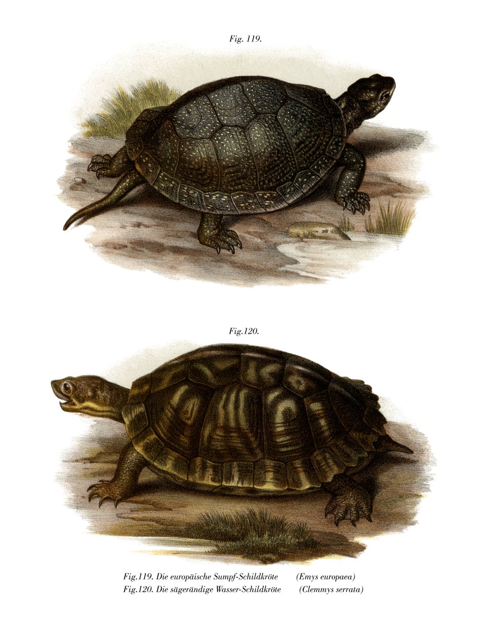 European Pond Turtle by German School